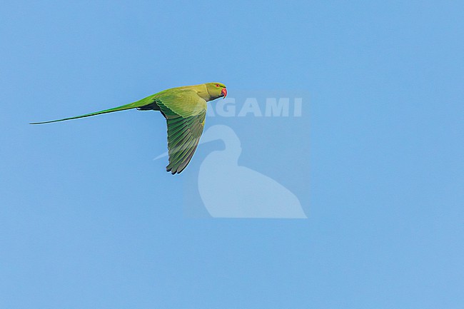 Rose-ringed parakeet (Psittacula krameri) in India. Also known as the ring-necked parakeet. stock-image by Agami/Marc Guyt,