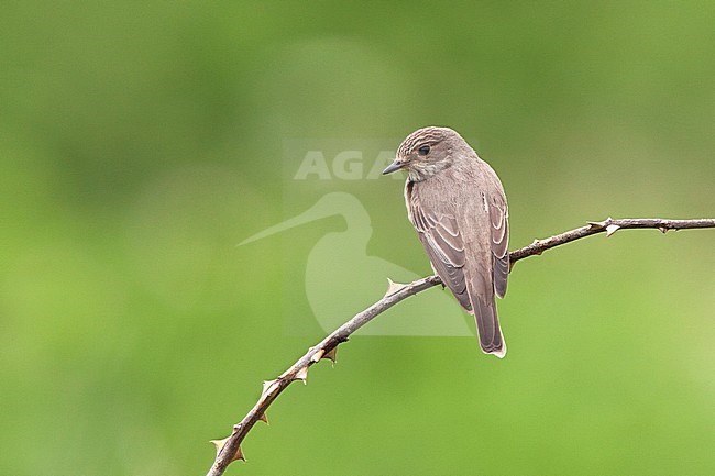 Grauwe Vliegenvanger zittend op tak; Spotted Flycatcher perched on branch stock-image by Agami/Harvey van Diek,