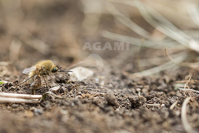 Bombylius canescens - Western Bee-Fly - Gelbborstiger Wollschweber, Germany (Baden-Württemberg), imago, female, collecting dust stock-image by Agami/Ralph Martin,