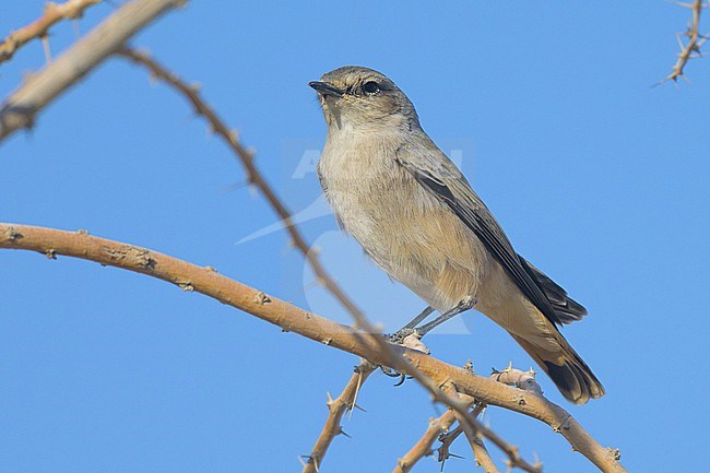 Red-tailed Wheatear (Oenanthe chrysopygia) perched on a branch, in Oman. stock-image by Agami/Sylvain Reyt,