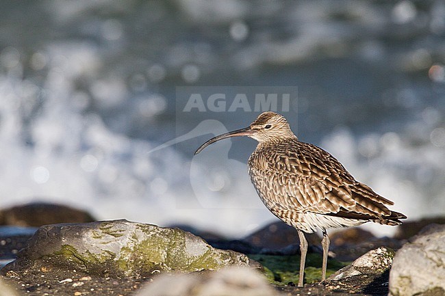 Eurasian Whimbrel (Numenius phaeopus) standing along the North Sea at the Brouwersdam in the Netherlands. stock-image by Agami/Menno van Duijn,