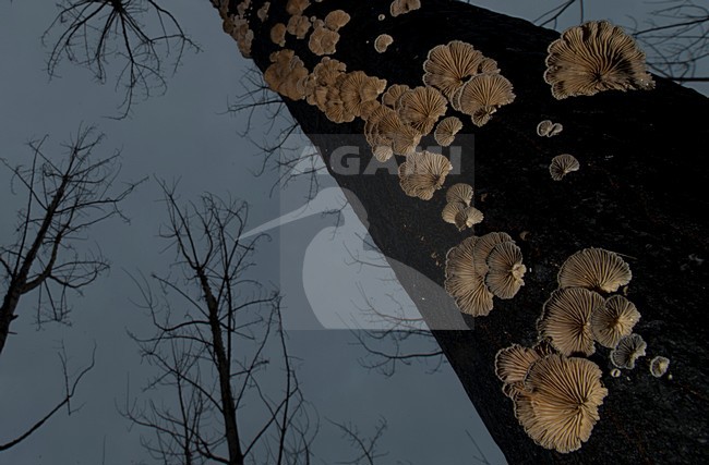 Boomstam bedekt met paddestoeltjes, Tree covered with fungi stock-image by Agami/Rob de Jong,