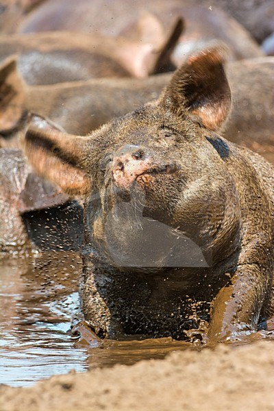 Vrije uitloop varken; Domestic Pig stock-image by Agami/Hans Germeraad,