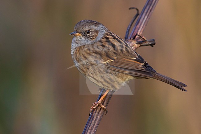 Heggemus; Dunnock stock-image by Agami/Daniele Occhiato,