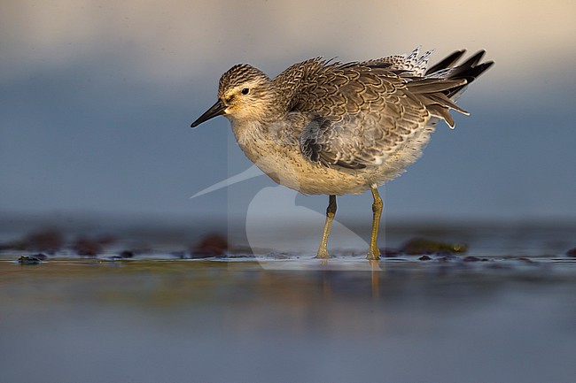 Autumn plumaged Red Knot, Calidris canutus, in Italy. stock-image by Agami/Daniele Occhiato,