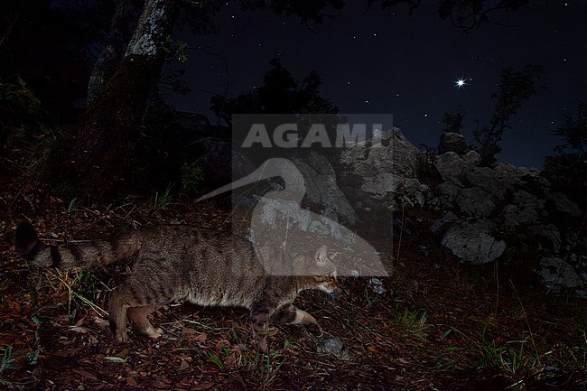 European Wildcat (Felis silvestris), side view of an adult walking on the ground, Campania, Italy stock-image by Agami/Saverio Gatto,