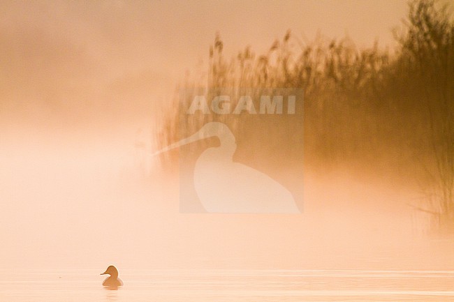 Tafeleend, Common Pochard, Aythya ferina male on water with mist at sunrise stock-image by Agami/Menno van Duijn,