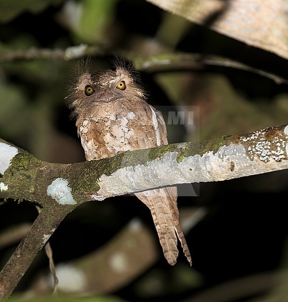 Palawan Frogmouth (Batrachostomus chaseni) perched on a horizontal branch. stock-image by Agami/Dani Lopez-Velasco,