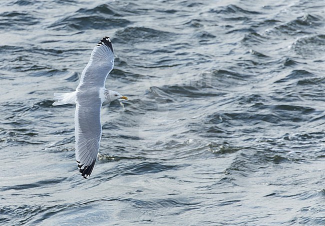 Adult Vega Gull (Larus vegae) during early spring in Japan. stock-image by Agami/Marc Guyt,