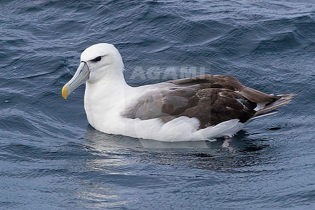 Shy Albatross (Thalassarche cauta), swimming on the water surface, Western Cape, South Africa stock-image by Agami/Saverio Gatto,