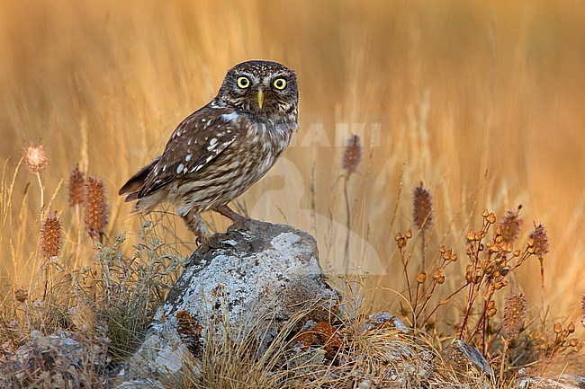 Little Owl (Athene noctua) in Italy. stock-image by Agami/Daniele Occhiato,