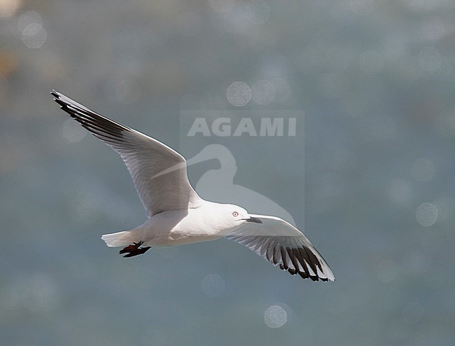 Adult Black-billed Gull (Chroicocephalus bulleri) in New Zealand. An endangered endemic species of gull. In flight with fast flowing river in the background. stock-image by Agami/Marc Guyt,
