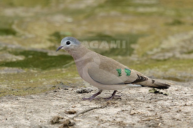 smaragdvlekduif; Emerald-spotted-wood-dove; stock-image by Agami/Walter Soestbergen,