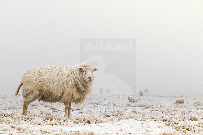 Drents heideschaap op Drents Friese sheep on Drents Friese Wold stock-image by Agami/Wil Leurs,