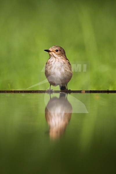 Grauwe Vliegenvanger bij drinkplaats; Spotted Flycatcher at drinking site stock-image by Agami/Marc Guyt,