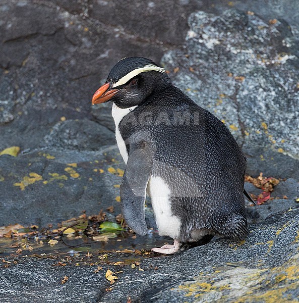 Fiordland Penguin (Eudyptes pachyrynchus) in the Milford Sound on South Island, New Zealand. This species nests in colonies among tree roots and rocks in dense temperate coastal forest. stock-image by Agami/Marc Guyt,