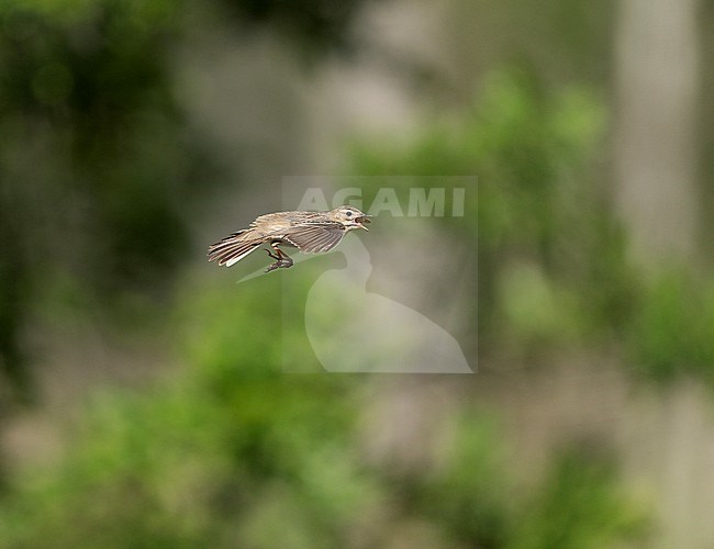 Adult Tree Pipit (Anthus trivialis) flying low and singing with trees in the background stock-image by Agami/Ran Schols,