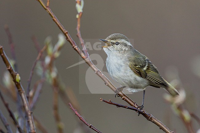 Yellow-browed Warbler - Gelbbrauen-Laubsänger - Phylloscopus inornatus, Russia (Ural) stock-image by Agami/Ralph Martin,
