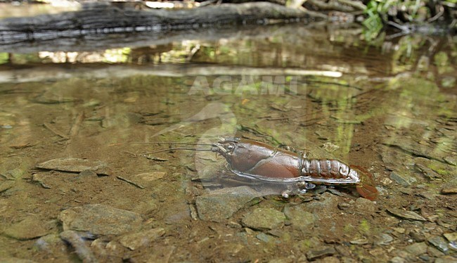 Californische Rivierkreeft, Signal crayfish stock-image by Agami/Jacques van der Neut,