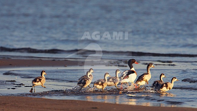 Bergeend lopend met jongen; Common Shelduck walking with young stock-image by Agami/Jari Peltomäki,