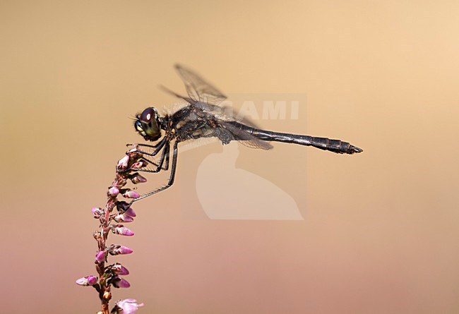 Imago Zwarte heidelibel; Adult Black Darter; Adult Black Meadowhawk stock-image by Agami/Fazal Sardar,