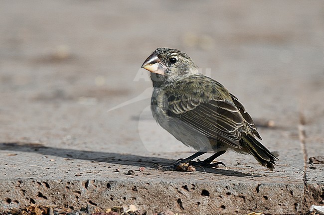 Darwin Finch on the Galapagos islands, a Large Ground Finch (Geospiza magnirostris) at St Cruz island. stock-image by Agami/Laurens Steijn,
