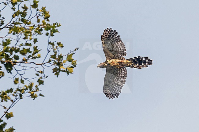 Immature Long-tailed Hawk, Urotriorchis macrourus, in Ghana. stock-image by Agami/Pete Morris,