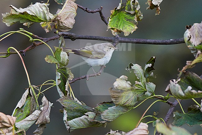 First-winter Eastern Bonelli's Warbler (Phylloscopus orientalis) at  Scalloway, Shetland, Scotland. Also known as Balkan Warbler. stock-image by Agami/Michael McKee,