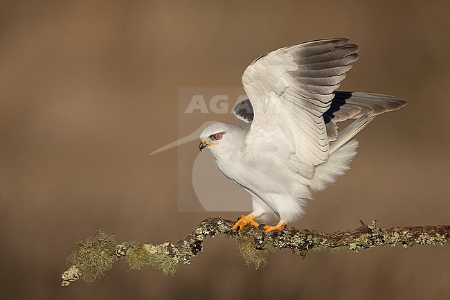 Perched Black-winged Kite (Elanus caeruleus ssp. caeruleus) in Castilla-La Mancha, Spain stock-image by Agami/Helge Sorensen,