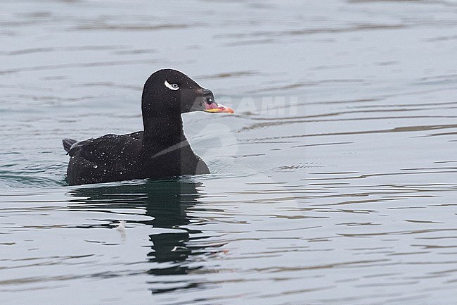 Stejneger's Scoter in Hokkaido, Japan stock-image by Agami/Stuart Price,