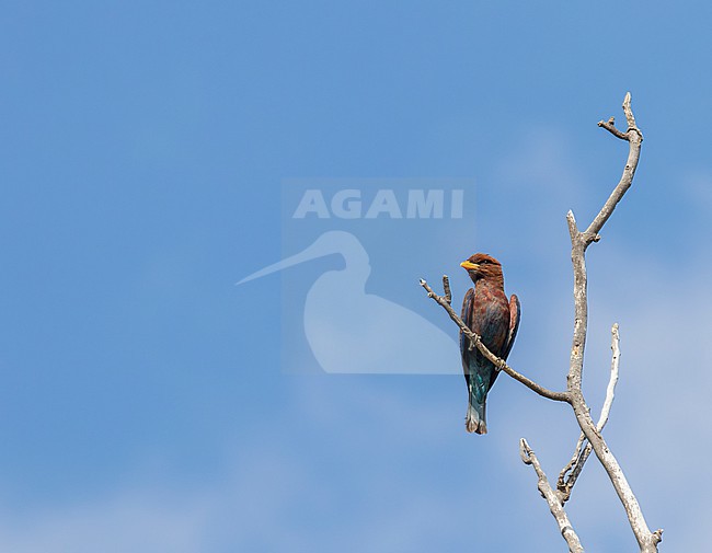 Vagrant Broad-billed Roller, Eurystomus glaucurus, in Israel. stock-image by Agami/Yoav Perlman,
