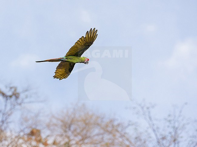 Military Macaw (Ara militaris) in Mexico. stock-image by Agami/Pete Morris,