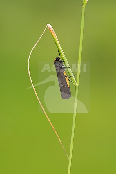 Zwart Beertje; Red-necked Footman; stock-image by Agami/Walter Soestbergen,