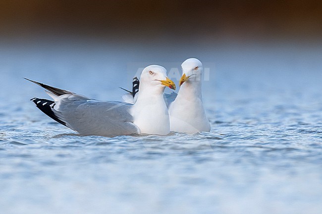 Adult Yellow-legged Gull (Larus michahellis) in Italy. Swimming pair of gulls. stock-image by Agami/Daniele Occhiato,
