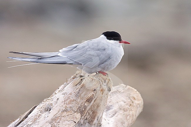 Adult breeding 
Seward Peninsula, AK 
June 2009 stock-image by Agami/Brian E Small,