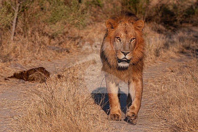 Portrait of a male lion, Panthera leo, walking on a dirt road. Chief Island, Moremi Game Reserve, Okavango Delta, Botswana. stock-image by Agami/Sergio Pitamitz,