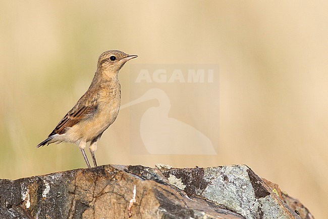 Juveniele Tapuit, Juvenile Northern Wheatear stock-image by Agami/David Monticelli,