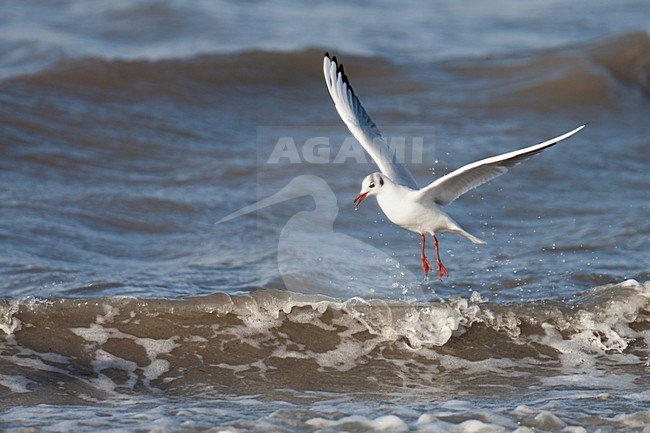 Volwassen Kokmeeuw in winterkleed vliegend boven de branding; Adult winter Black-headed Gull flying over surf stock-image by Agami/Arnold Meijer,