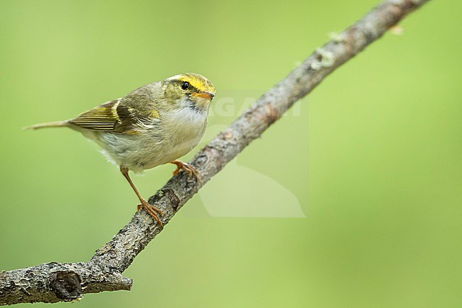 Pallas's Leaf-warbler, Phylloscopus proregulus, Russia (Baikal), adult in breeding habitat. stock-image by Agami/Ralph Martin,