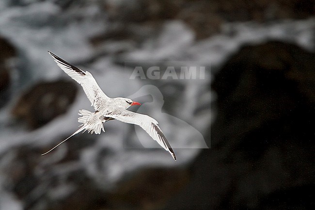 Red-billed Tropicbird (Phaethon aethereus mesonauta) flying near the coast of Trinidad and Tobago. stock-image by Agami/Glenn Bartley,