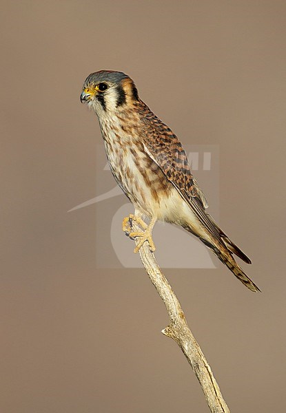 Adult female American Kestrel (Falco sparverius)
Riverside Co., California, 
November 2016 stock-image by Agami/Brian E Small,