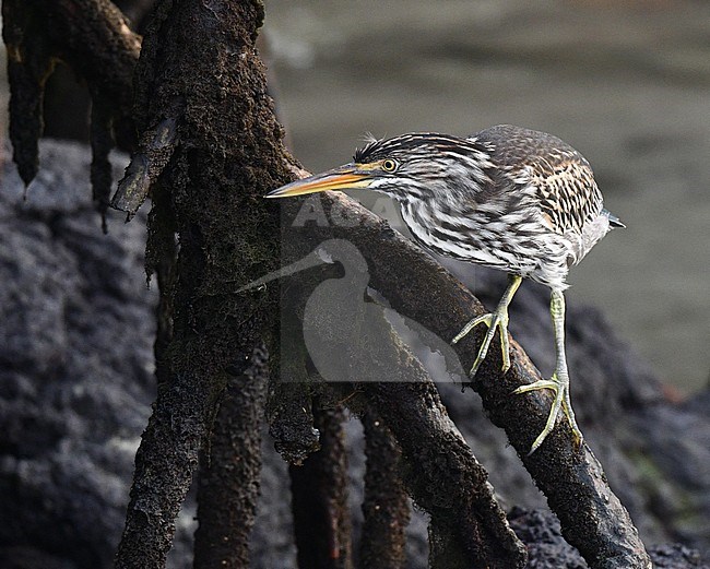 Endemic immature Lava Heron (Butorides sundevalli) on the Galapagos islands. Fishing along the coast. stock-image by Agami/Laurens Steijn,