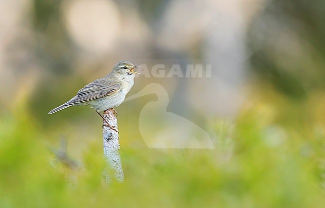 Adult Willow Warbler (Phylloscopus trochilus ssp. trochilus), Germany (Baden-Württemberg). Singing male. stock-image by Agami/Ralph Martin,
