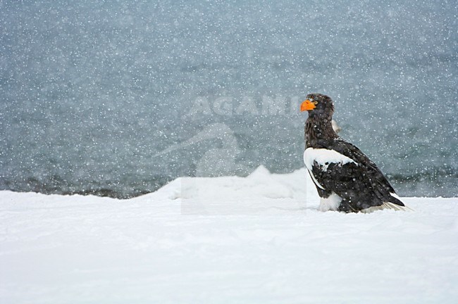 Volwassen Steller-zeearend in sneeuwbui, Adult Stellers Sea-eagle in snow stock-image by Agami/Sergey Gorshkov,