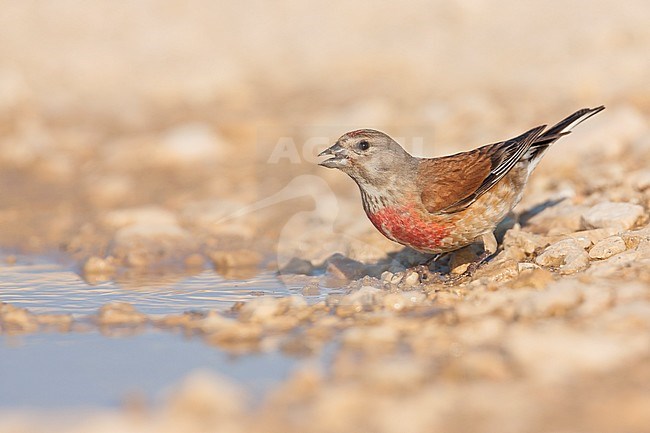 Linnet - BluthÃ¤nfling - Carduelis cannabina ssp. mediterranea, Croatia, adult male stock-image by Agami/Ralph Martin,