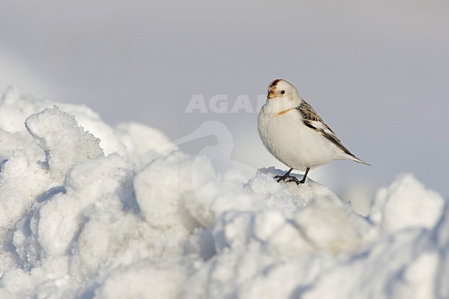 Sneeuwgors zittend in de sneeuw; Snow Bunting perched in snow stock-image by Agami/Arie Ouwerkerk,