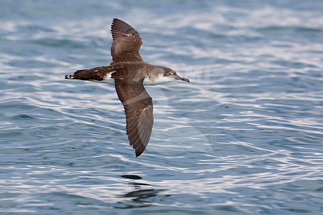 Yelkouanpijlstormvogel in de vlucht; Yelkouan Shearwater in flight stock-image by Agami/Daniele Occhiato,
