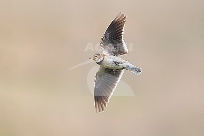 Calandra Lark, Melanocorypha calandra calandra, in Georgia. stock-image by Agami/Daniele Occhiato,