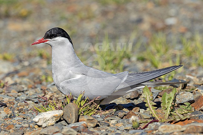 Antarctic Tern (Sterna vittata) on South Georgia. stock-image by Agami/Pete Morris,