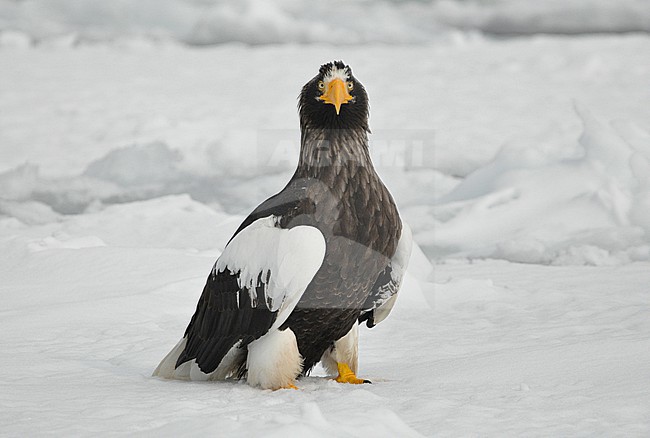 The Steller's Sea Eagle (Haliaeetus pelagicus) is one of the most impressive birds on our planet. It breeds in eastern Russia and winters in Russia, Korea and Japan. This photo is taken at Hokkaido, Japan, where large flocks of birds feed off the floating ice. stock-image by Agami/Eduard Sangster,